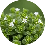 MemoTril - Bacopa Monnieri