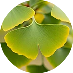 MemoTril - Ginkgo Biloba