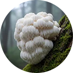 Lion's Mane Mushroom