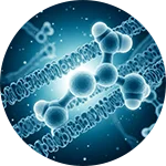 MemoTril - Phosphatidylserine (PS)