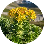 Rhodiola Rosea