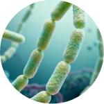Serena Flow - Lactobacillus Acidophilus