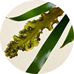 VivoGut - Bladderwrack & Kelp (Iodine & Fiber Source)