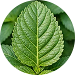 EreForce - Damiana Leaf