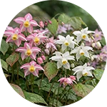 Ereforce Review | Epimedium (Horny Goat Weed)