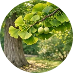 Ereforce Review | Ginkgo Biloba