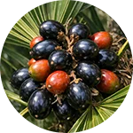 EreForce - Saw Palmetto