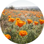 NerveFlow - California Poppy (Eschscholzia californica)