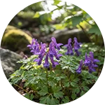 Nerve Flow - Corydalis Yanhusuo