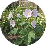 NerveFlow - arshmallow Root (Althaea officinalis)