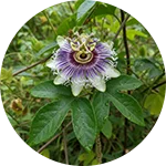NerveFlow - Passion Flower Herb (Passiflora incarnata)