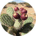 NerveFlow - Prickly Pear Extract (Opuntia spp.)