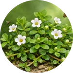 Bacopa Monnieri | Supplement Ingredient