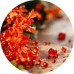 Optivell ingredients - Astaxanthin