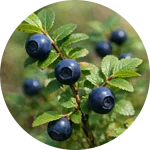 Optivell Ingredients - Wild Nordic Bilberry