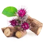 Burdock Extract