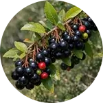 Maqui Berry (Aristotelia chilensis)