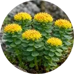 Rhodiola Rosea