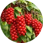 Schisandra Chinensis